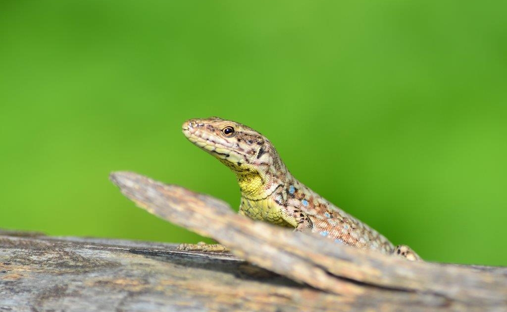 natura nel Parco delle Valli d'Argon