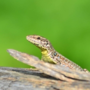 natura nel Parco delle Valli d'Argon