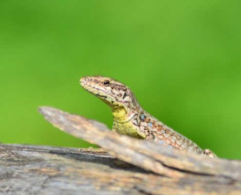 natura nel Parco delle Valli d'Argon