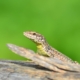 natura nel Parco delle Valli d'Argon