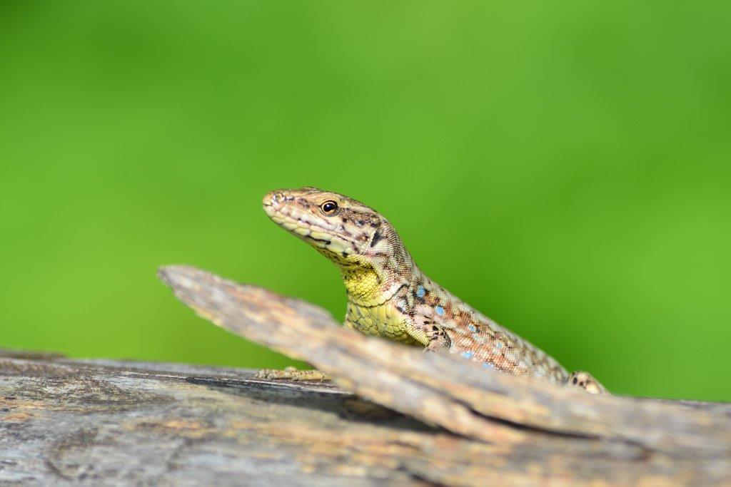 natura nel Parco delle Valli d'Argon