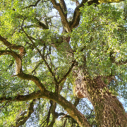 La quercia di Villa Siotto Pintor