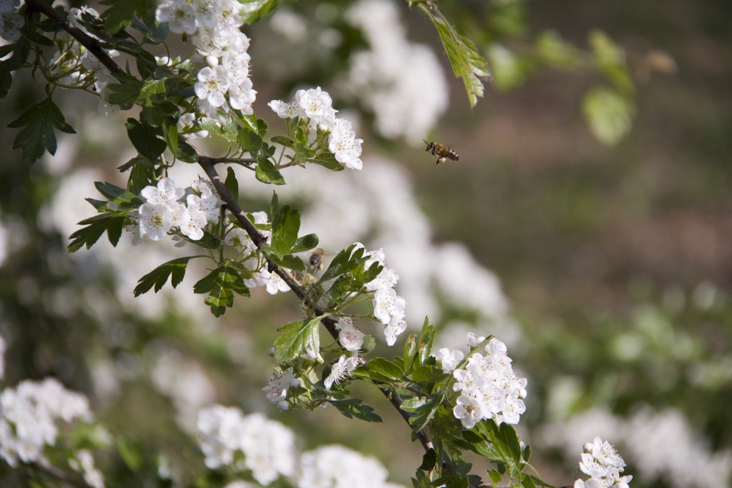 Stanze di natura insetti impollinatori