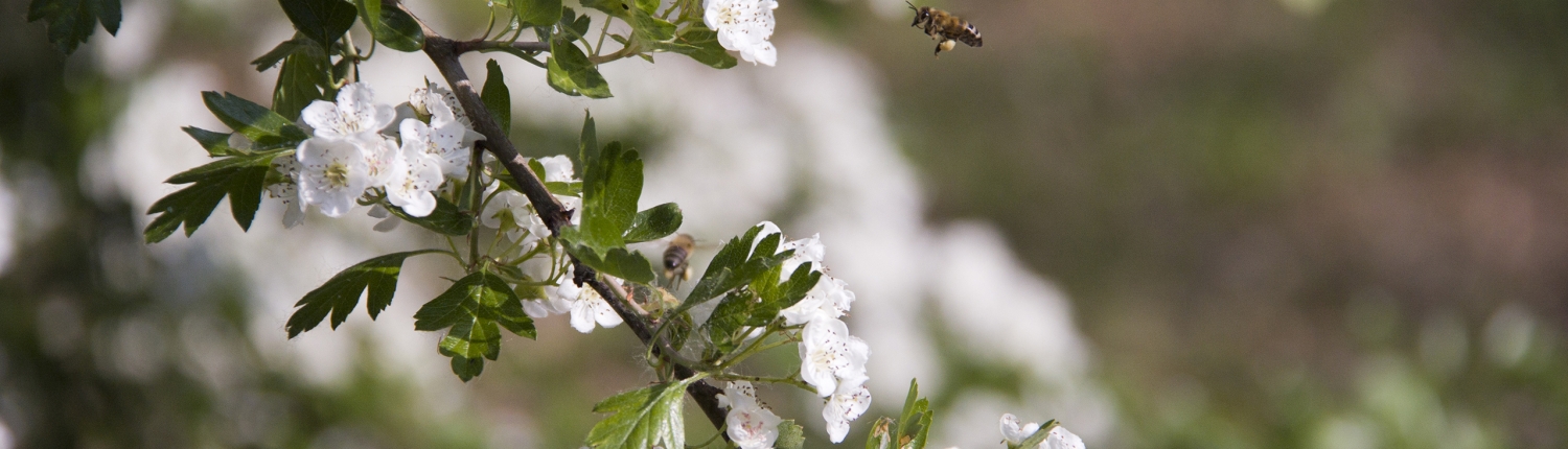 Stanze di natura insetti impollinatori