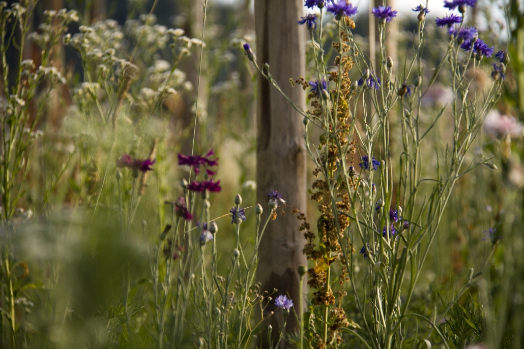 Stanze di natura biodiversità