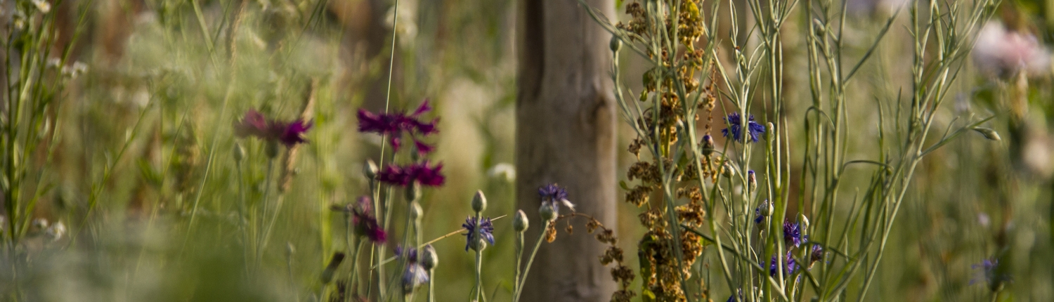 Stanze di natura biodiversità