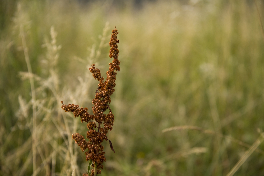 Stanze di natura il prato stabile