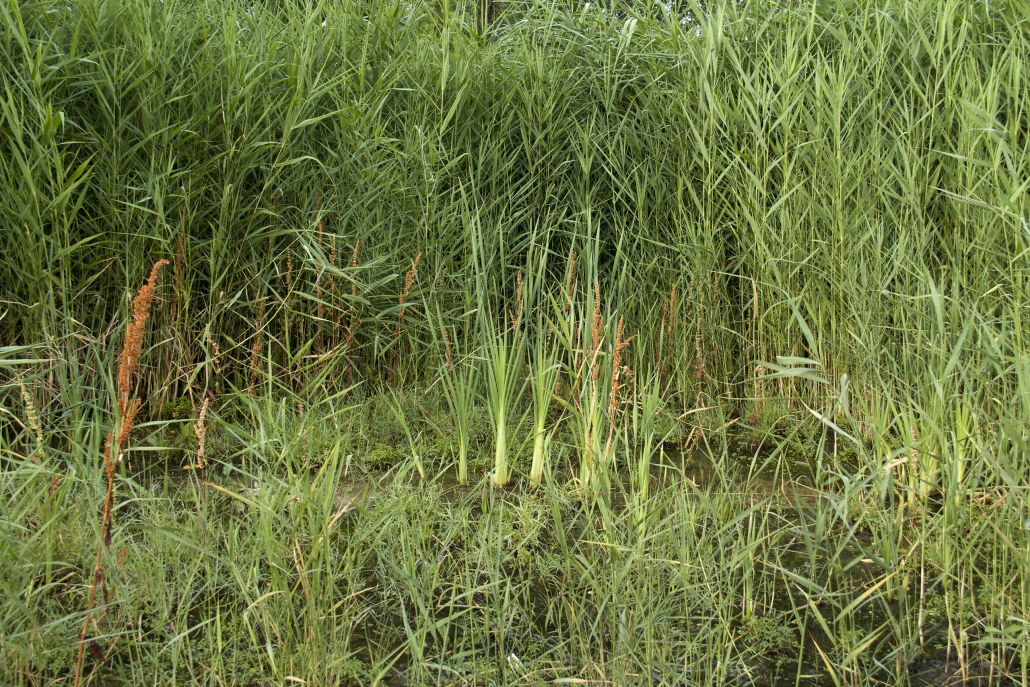 Stanze di natura il canneto