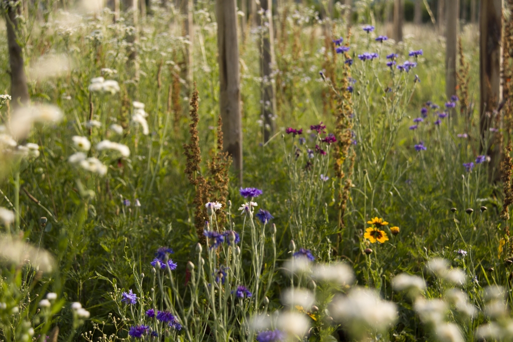 Stanze di natura biodiversità