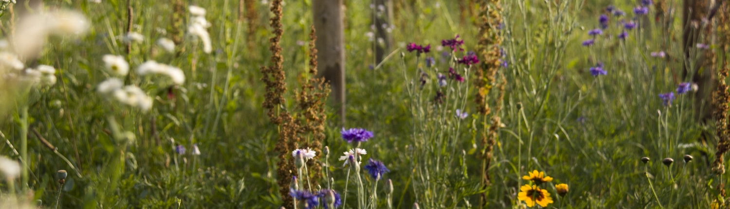 Stanze di natura biodiversità