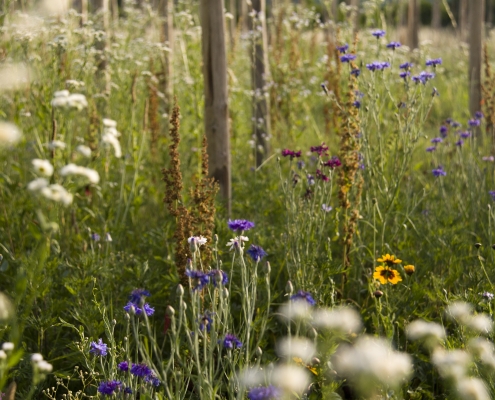 Stanze di natura biodiversità