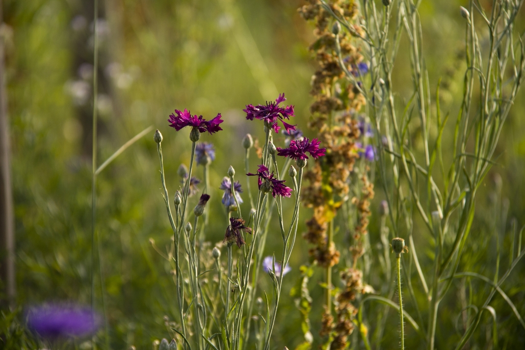 Stanze di natura il prato stabile