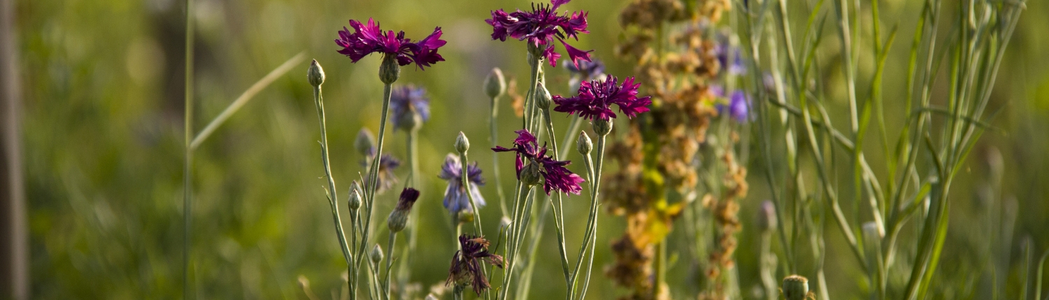 Stanze di natura il prato stabile