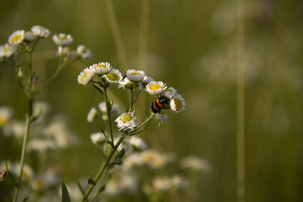 Stanze di natura insetti impollinatori