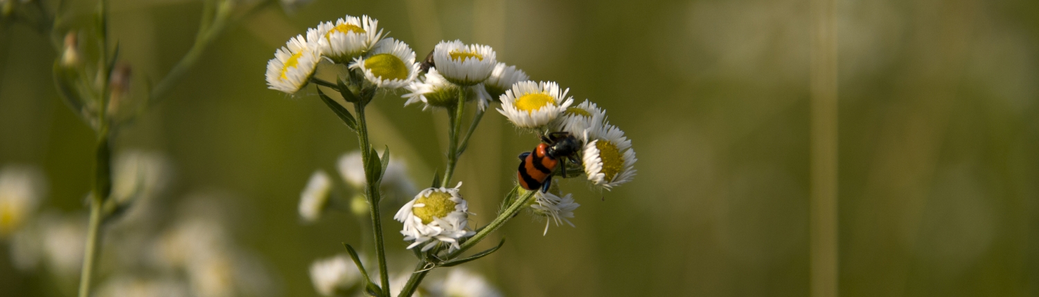Stanze di natura insetti impollinatori