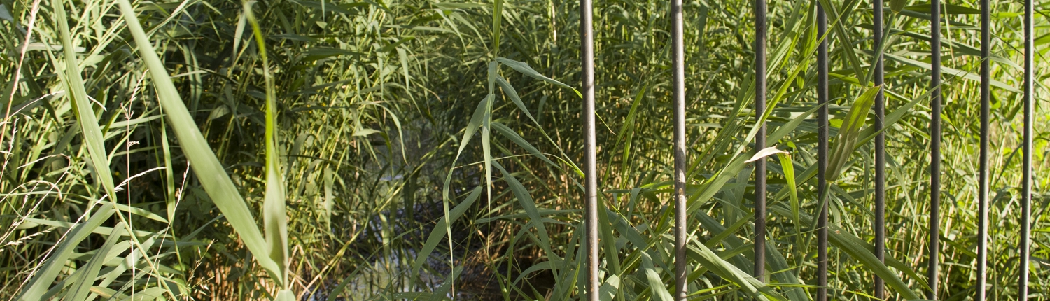 Stanze di natura il ponte