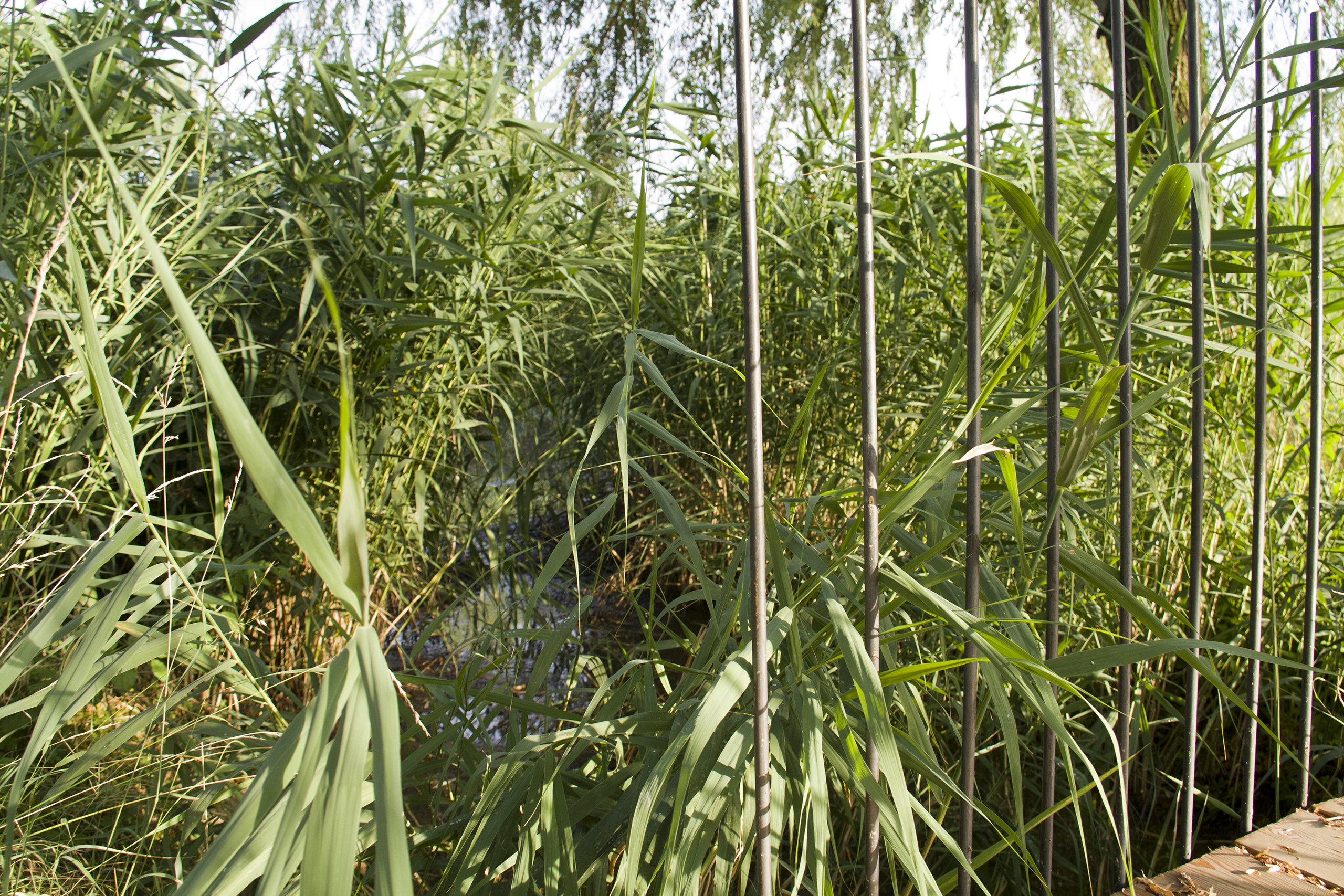 Stanze di natura il ponte