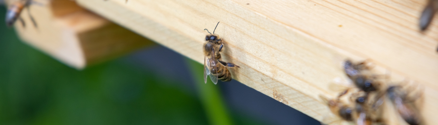 Stanze di natura le api